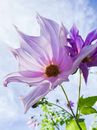 Dahlias Images