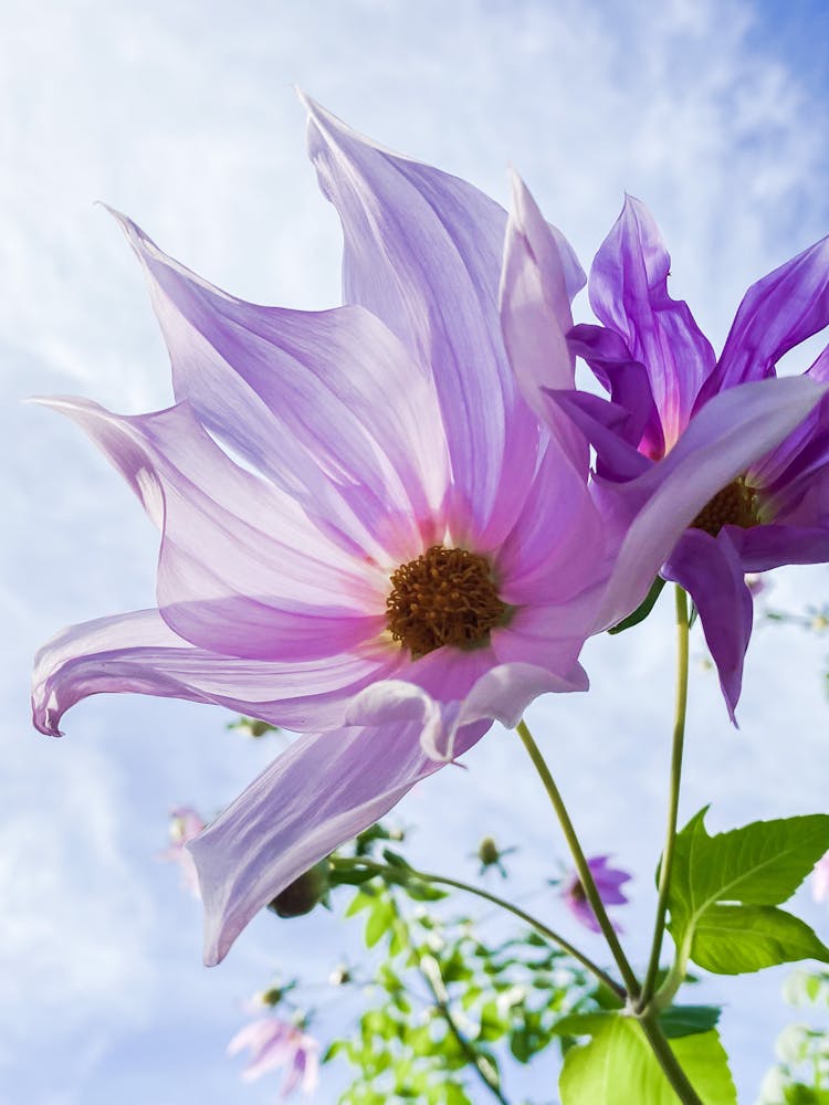 Close Up Photo Of Dahlia Imperialis 