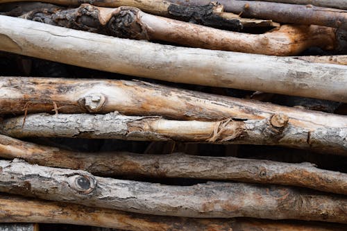 Free Pile of Wood Logs Stock Photo