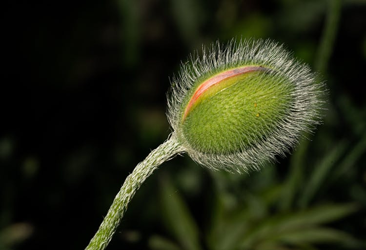 Budding Poppy In Close Up