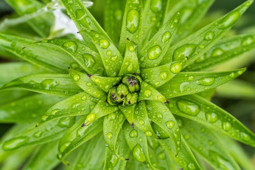 Water Droplets on a Green Plant