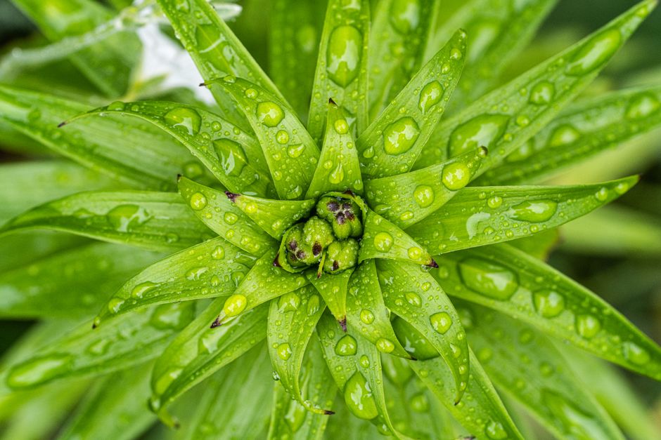 Canadian Scientists Help Prove Darwin Right About Killer Plant