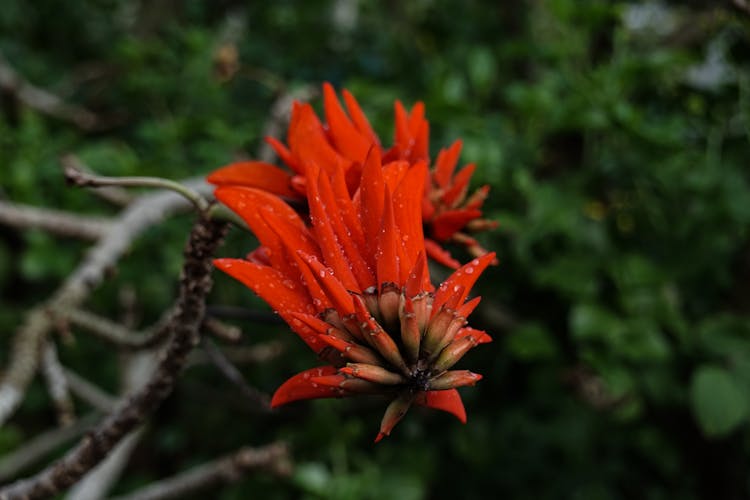 Close Up Of Exotic Flower