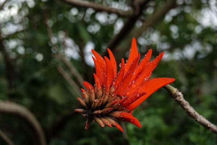 Passiflora In Rain Droplets