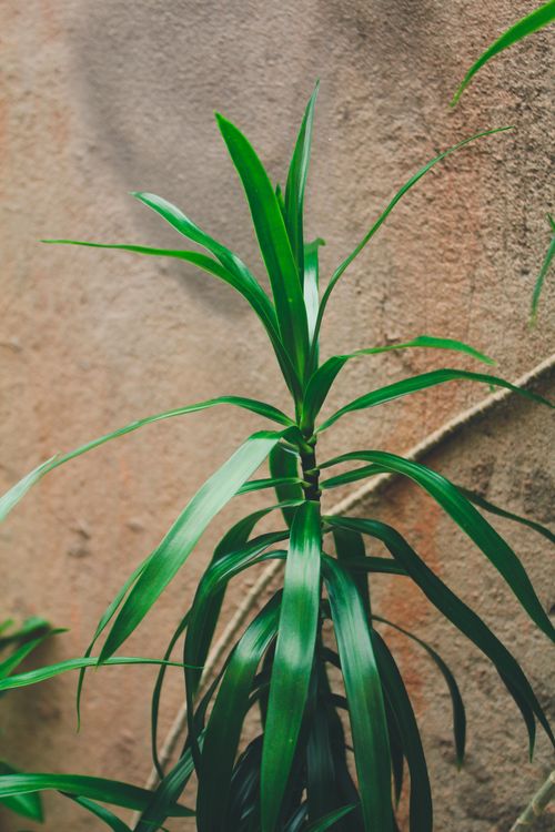 Free Close-up of a Yucca plant with vibrant green leaves against a rustic wall background. Stock Photo
