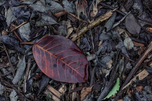 Free Red Leaf on the Ground Stock Photo