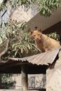 Orange Tabby Cat on Brown Wooden Tree