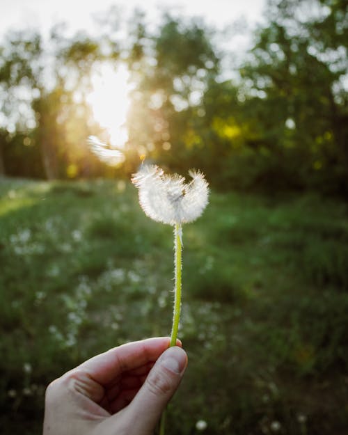 Free A Person Holding a Dandelion Stock Photo