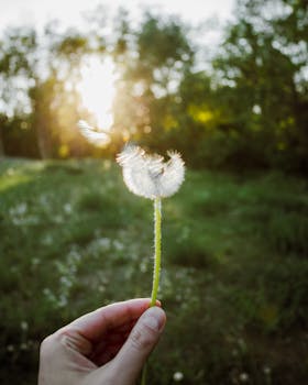 A serene dandelion in a meadow bathed in sunlight, perfect for nature themes.