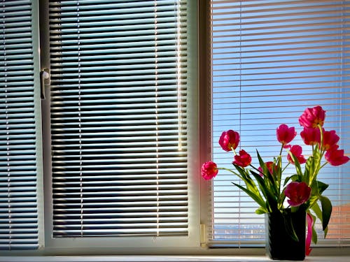 Free Tulips in Pot on Windowsill Stock Photo