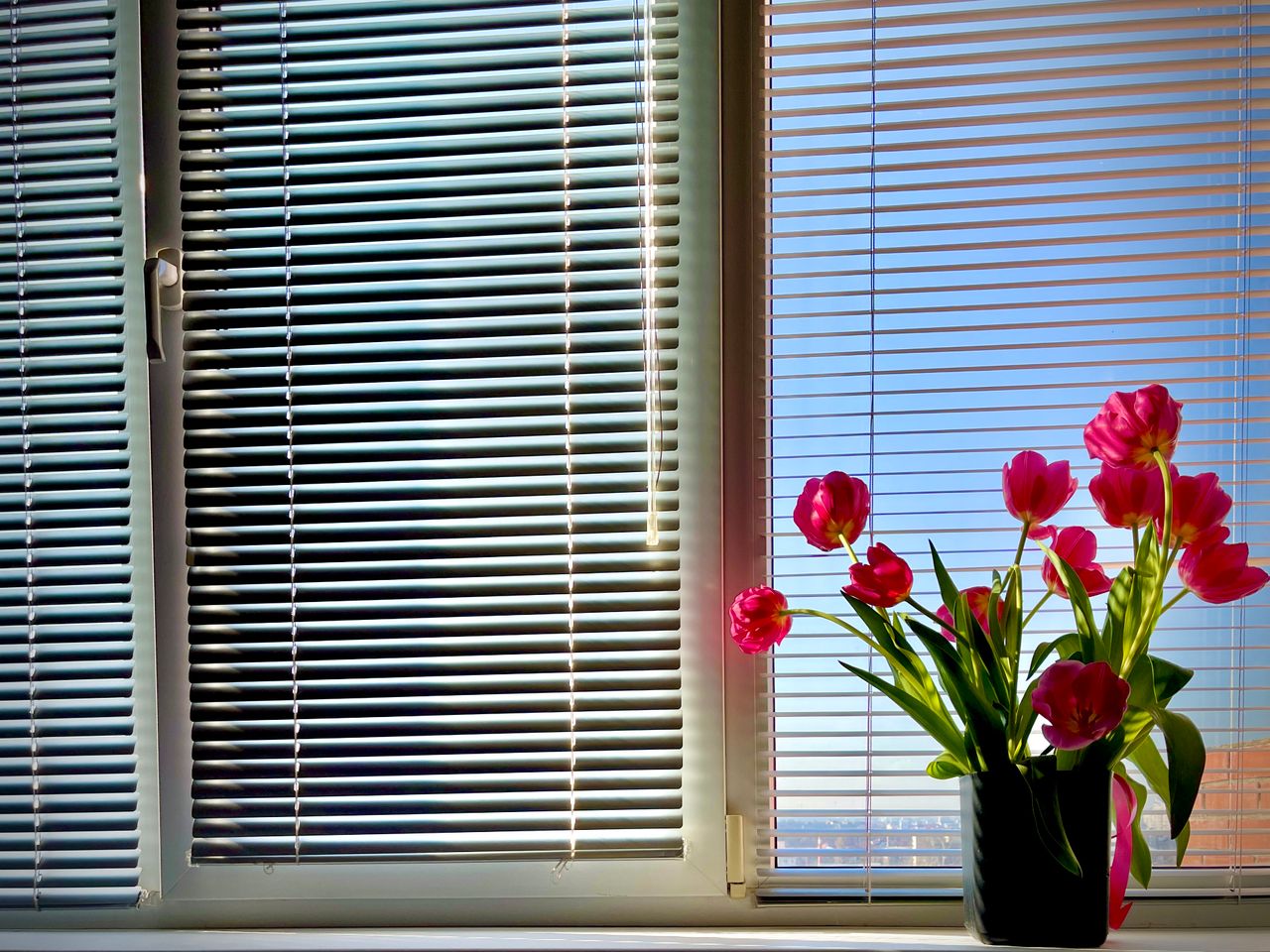 White venetian blinds on sunny windows with a vase of bright red tulips on the windowsill