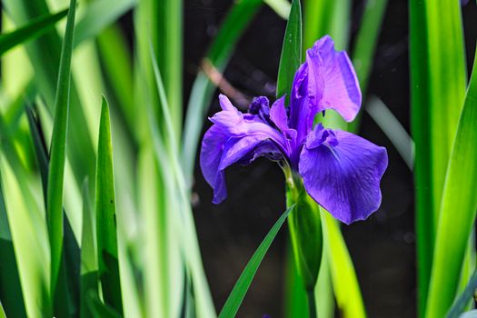 Vibrant close-up of a purple iris amidst lush green leaves, showcasing nature's beauty.