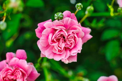 Free Detailed image of a blooming pink garden rose surrounded by lush greenery. Stock Photo