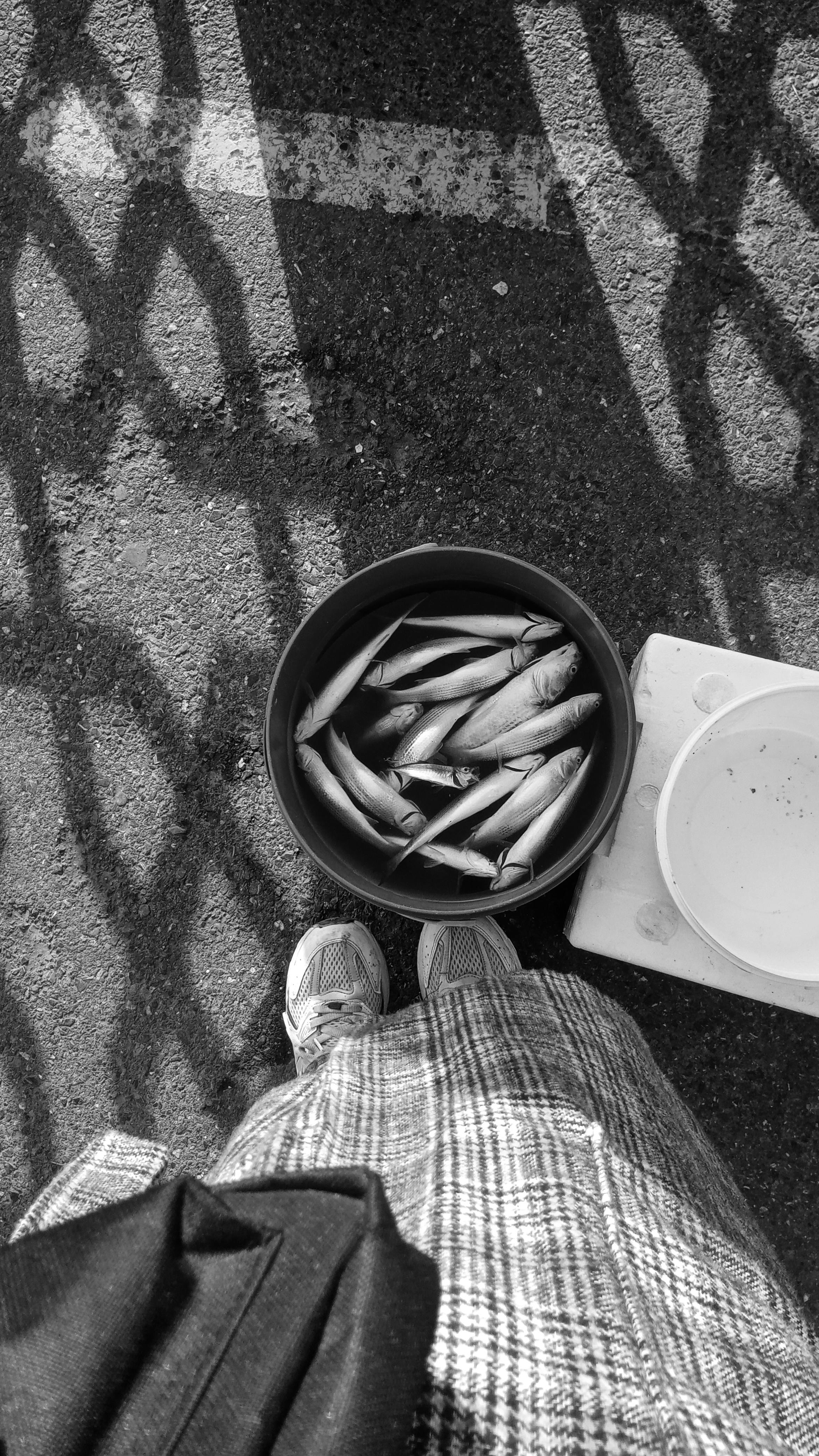 What does a fish mean in poker?