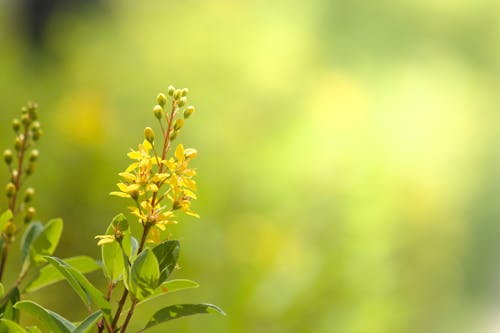 Gratis stockfoto met bloeiend, bloemachtig, bloemen