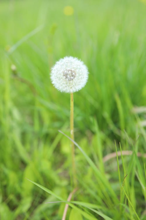 Foto stok gratis alam yang indah, biji dandelion, dandelion