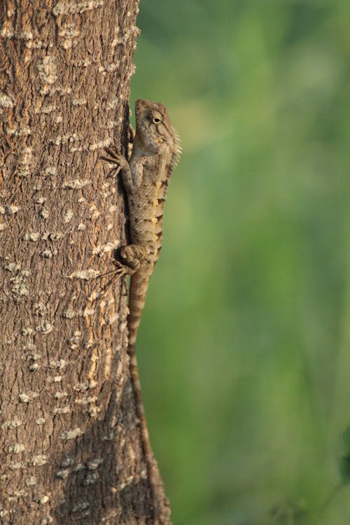 Close-Up Shot of an Oriental Garden Lizard on a Tree