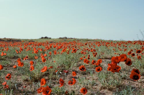 A Field of Red Poppies in Bloom