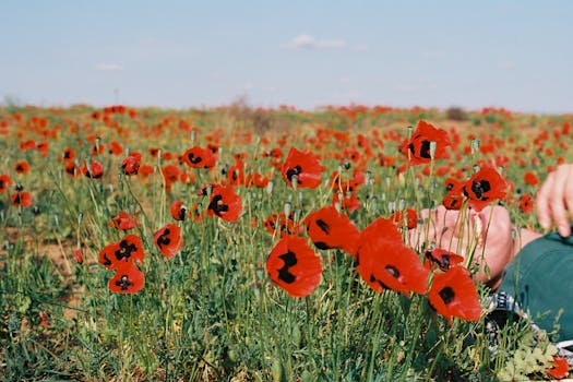 A summer field filled with vibrant red poppies under a clear sky.