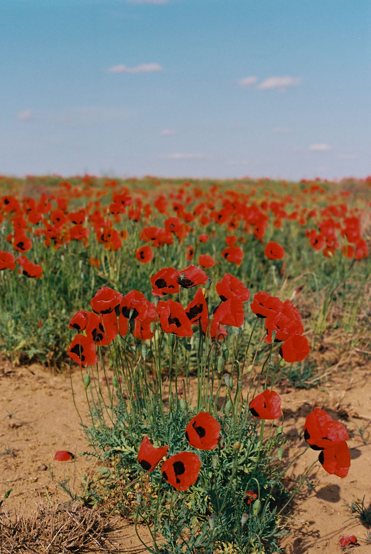 Field of red poppies for pressed flower crafts monogram colors