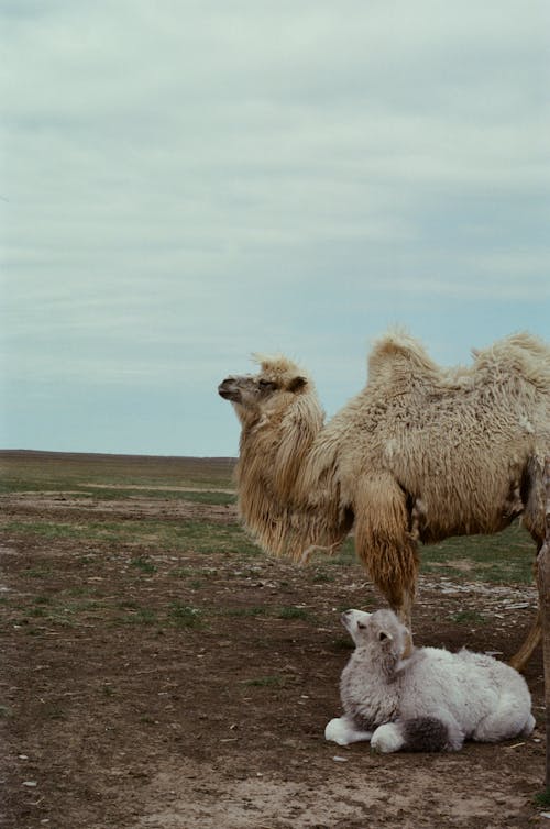Bactrian Camel and Calf on Brown Field