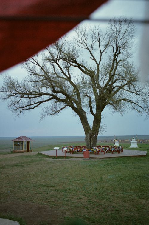 Free A calm park scene featuring a large bare tree, gazebo, and open grass field. Stock Photo
