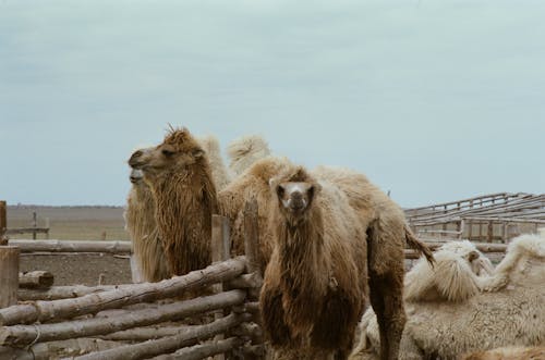 Bactrian Camels in a Field