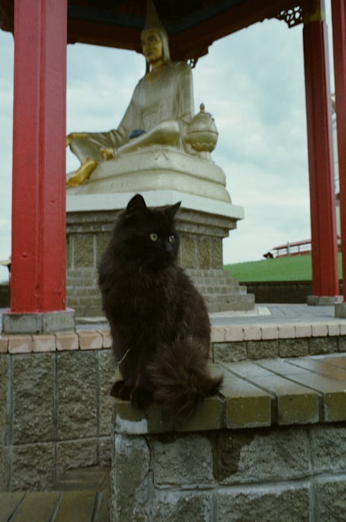 Fotos de stock gratuitas de animal, de cerca, estatua