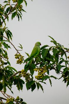 parrot photo