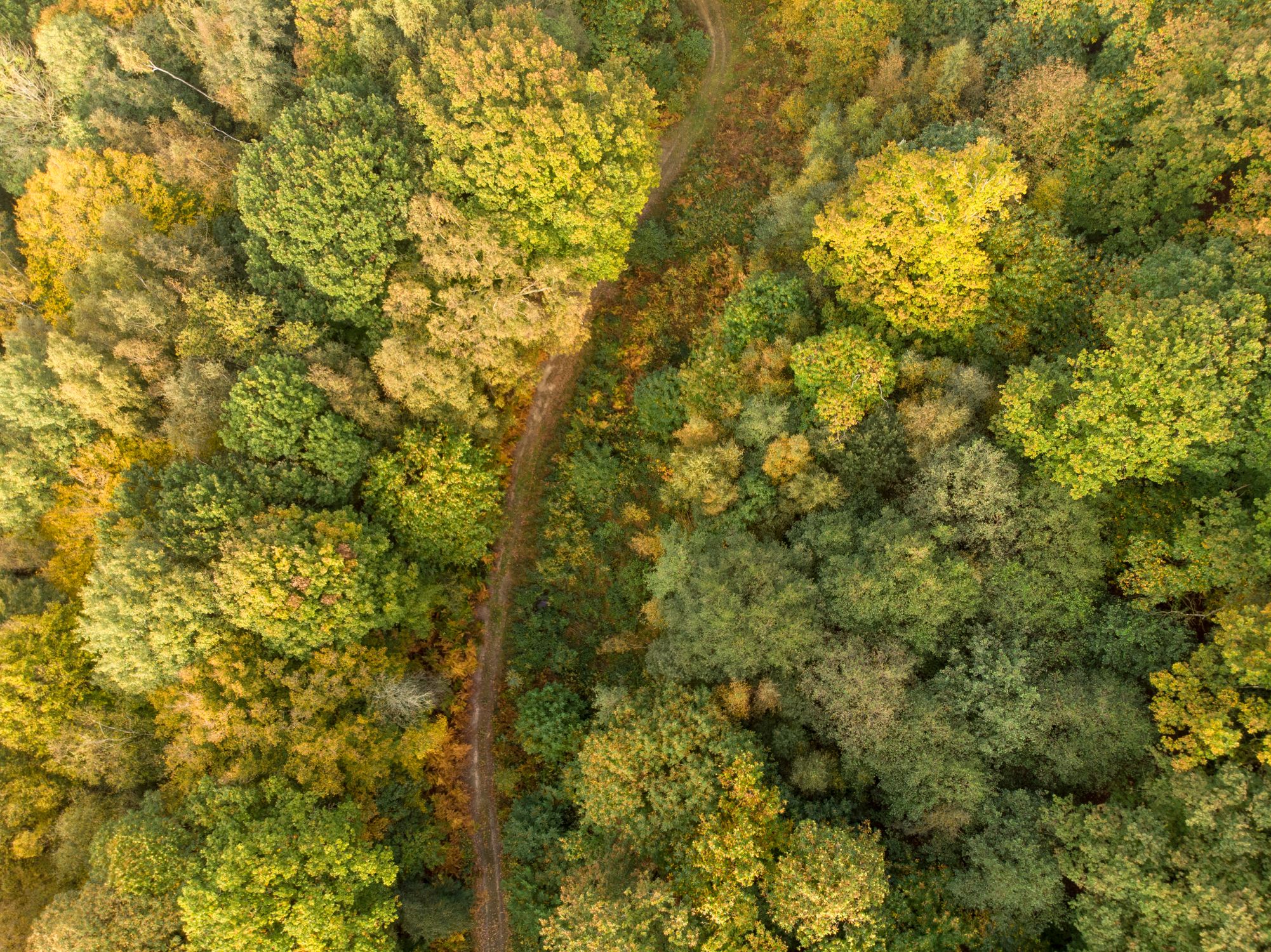 An Aerial Photography of Green Trees in the Forest · Free Stock Photo