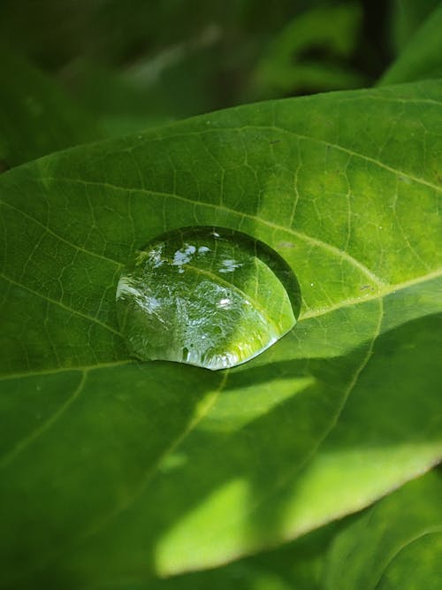 Water Drop on Green Leaf