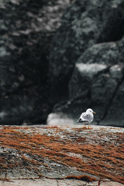 Free White and Gray Bird on Brown Rock Stock Photo