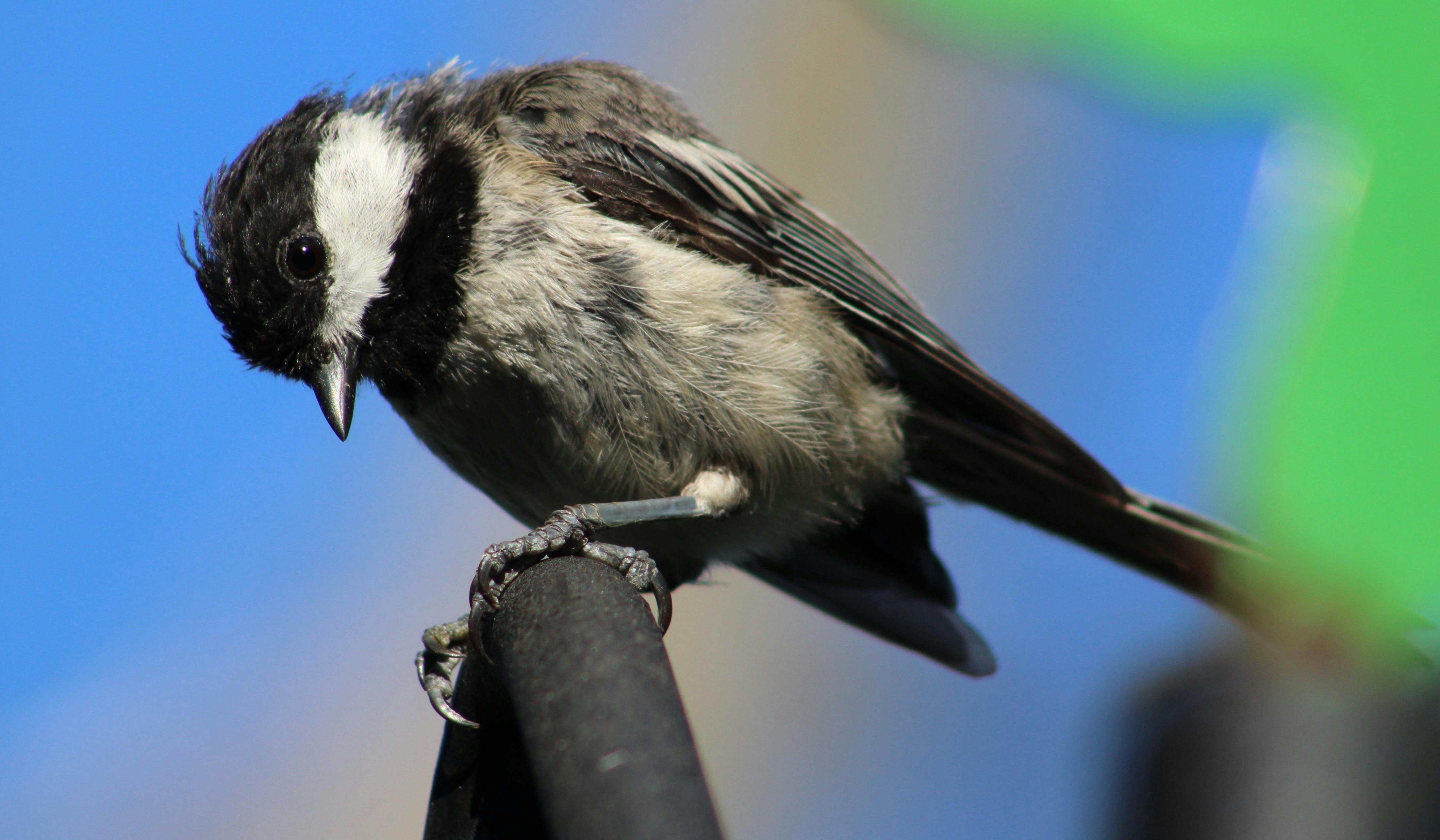 Free stock photo of black and white bird, black capped chickadee, chickadee