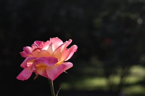 A Pink Rose in Full Bloom