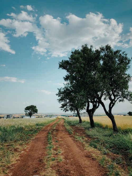 Free Dirt road with trees and fields under a blue sky in Adıyaman, Turkey. Stock Photo