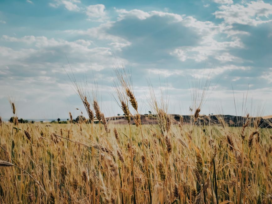 Serene wheat fields in Adıyaman, Turkey with a dramatic cloudy sky.