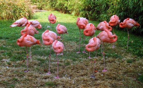 Free A group of vibrant flamingos resting in a grassy area surrounded by greenery in Washington, DC. Stock Photo