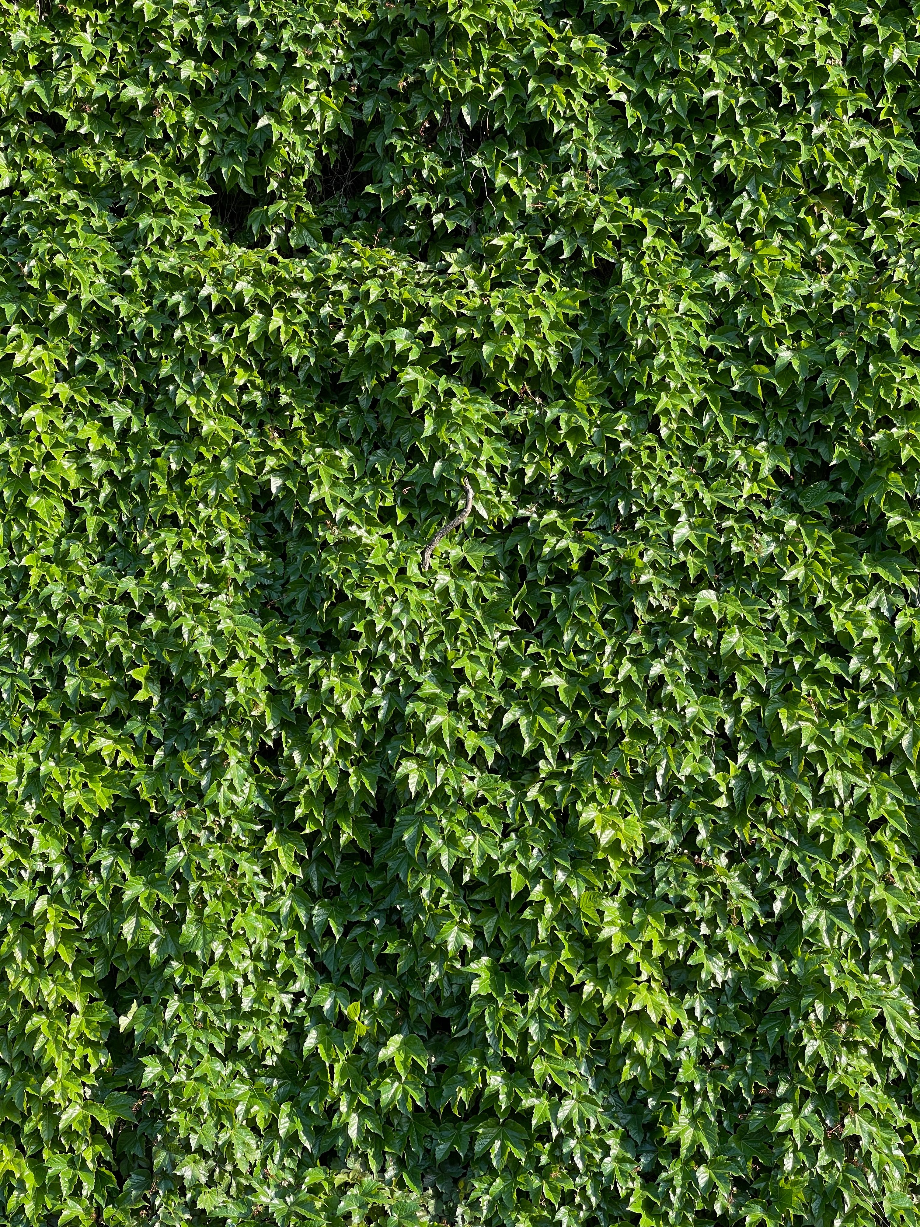 400.000+ Efeu Textur Bilder und Fotos  Kostenlos Downloaden  Pexels  Stock-Fotos