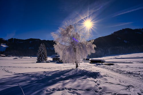 Δωρεάν στοκ φωτογραφιών με δέντρο, κρύο, λόφοι Φωτογραφία από στοκ φωτογραφιών