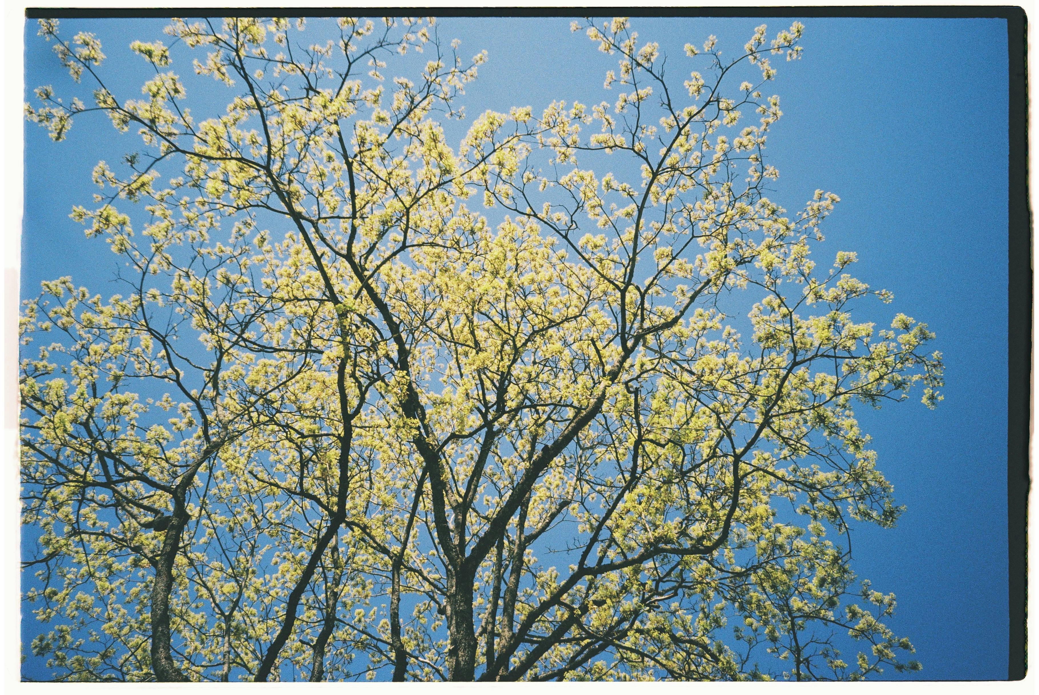 A flowering tree with new blossoms reaches high against a vibrant blue sky, capturing the essence of spring.