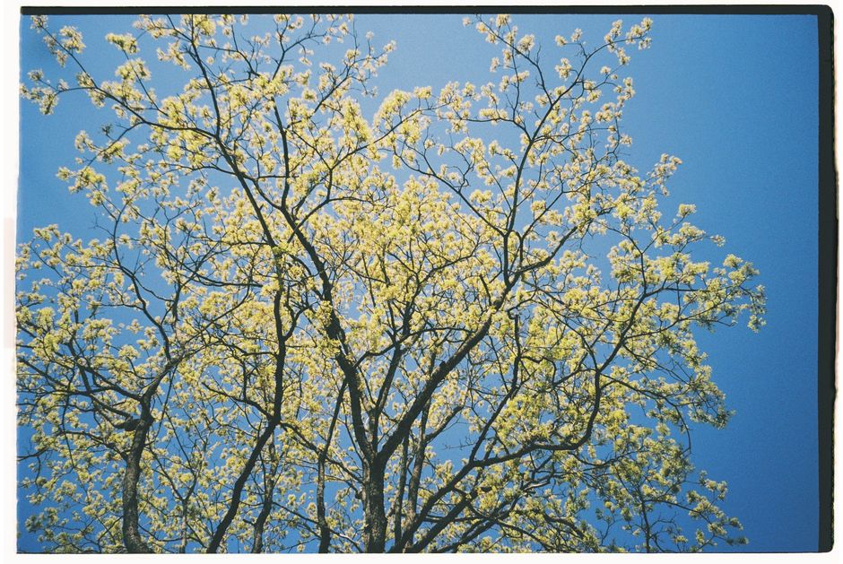A flowering tree with new blossoms reaches high against a vibrant blue sky, capturing the essence of spring.