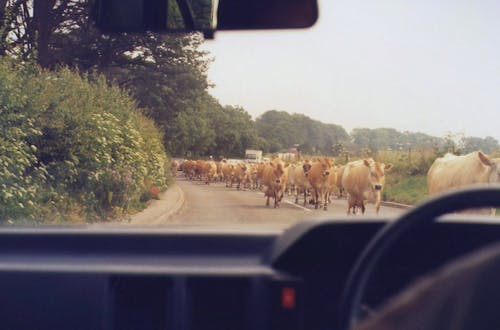 Herd of Cows on the Road 