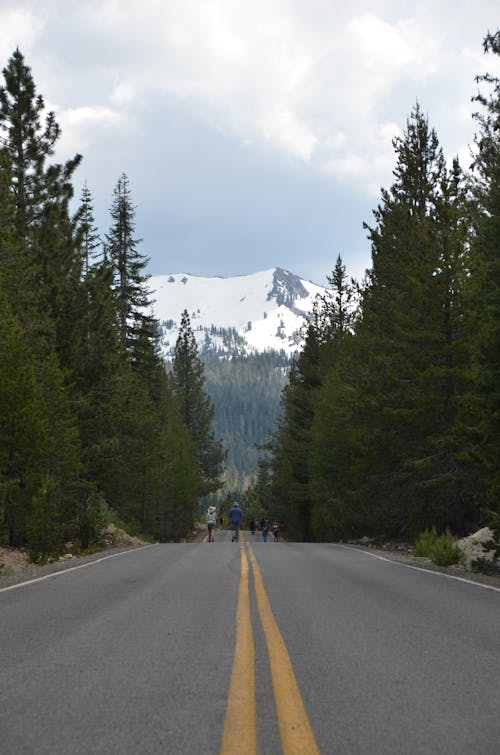 People Walking on Asphalt Road Between Green Trees