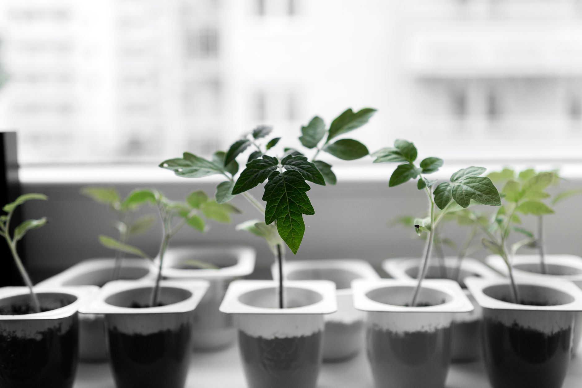 Diagrama educativo de una planta absorbiendo luz solar, agua y dióxido de carbono para liberar oxígeno
