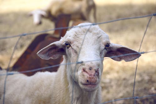 Imagine de stoc gratuită din animal, capră, fermă