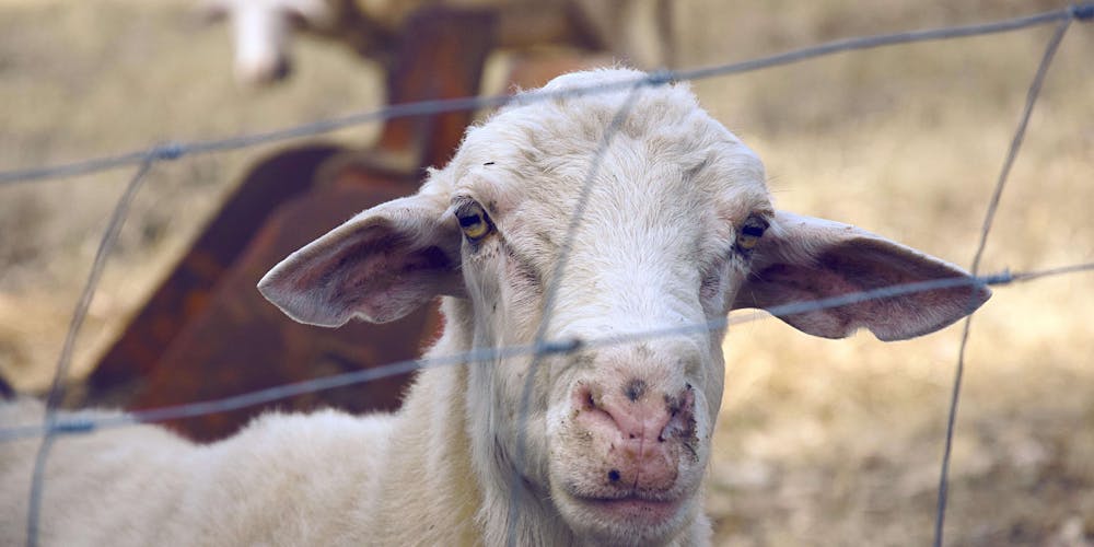 The Gentle Barn Controversy - A Closer Examination of a Sanctuary