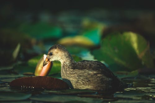 Free Grey Duck on Paddling on Water Stock Photo