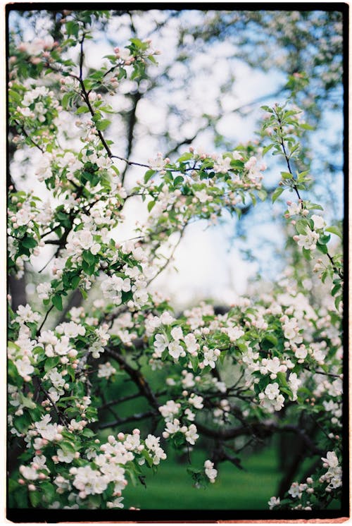 Photos gratuites de arbre, arrière-plan, branches