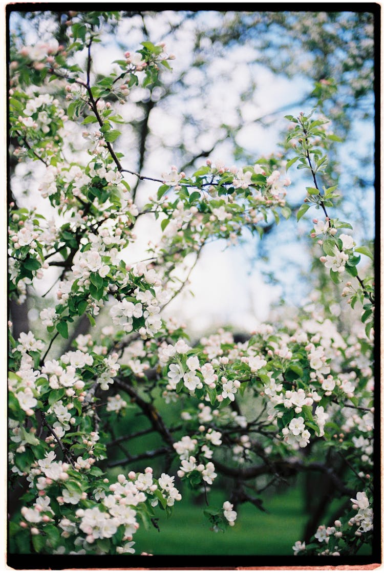 White Flowers And Green Leaves On Branches Of A Tree