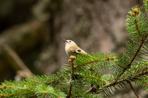 Kostenloses Stock Foto zu baum, kiefer, vogel